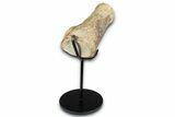 Polished Fossil Mosasaur Vertebra w/ Metal Stand - Texas #350880-2